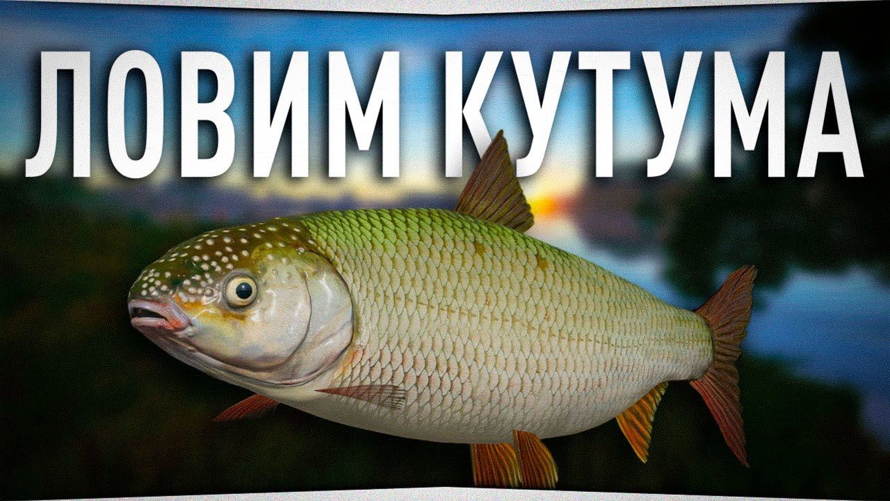 Ловим Кутума на реке Ахтуба • Русская Рыбалка 4 смотреть онлайн