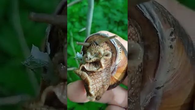природа матушка. как устроена. Всё гармонично