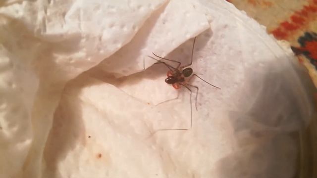 Damon variegatus (фрин) смотреть онлайн