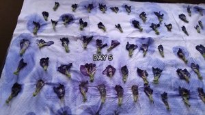 How To Dry Butterfly Pea Flower | কিদৰে ঘৰুৱা ভাৱে অপৰাজিতা ফুল শুকোৱাব পাৰি