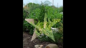 МОЛЮЦЕЛЛА  (MOLUCELLA)  сем. Губоцветные