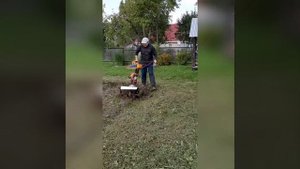 Культивируем участок самодельным культиватором из бензопилы "Дружба" после уборки картофеля