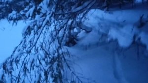 Охота на волков флажками.