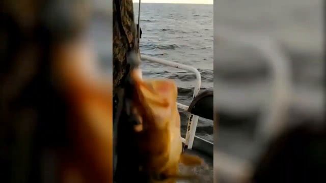 Рыбалка на треску в Кандалакшском заливе