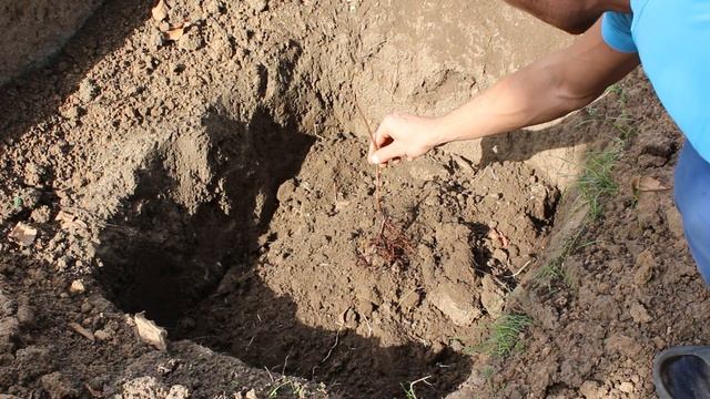 Посадка винограда осенью смотреть онлайн