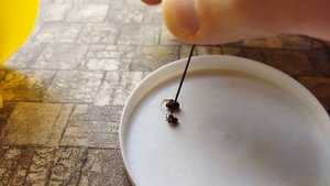 Как Раптор убивает каракуртов: испытание средства от подписчика