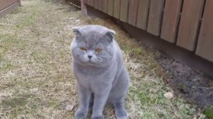 Кот ругается на хозяйку
