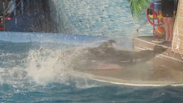 Дельфин танцует брейк смотреть онлайн