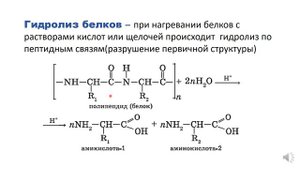 Белки🍗🍳. Химия. 10-11 класс