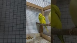 попугай не может отложить яйцо. помогаем волнистому попугайчику отложить яйцо.