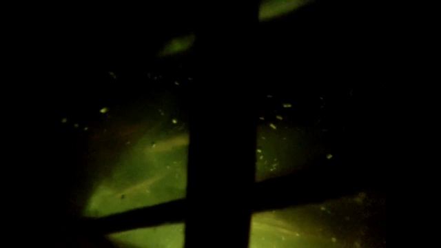 Сазан 4 кг смотреть онлайн