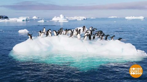 Антарктида: вулканы, айсберги, пингвины и полярники. Доброе утро. Суббота. Фрагмент выпуска от 27...