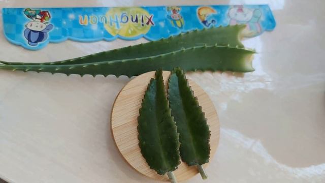 ДВЕ ЛОЖКИ ЧУДО НАСТОЯ В КОРНИ ОРХИДЕИ И ПЕНЬ ЗАКОЛОСИТСЯ!! ТОЛСТЯНКА - ЖИВОЕ ДЕРЕВО ДЛЯ ОРХИДЕЙ!?? смотреть онлайн