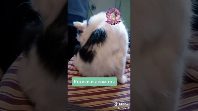 Котики и ароматы.mp4