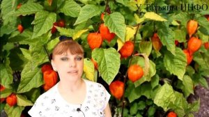 КАПУСТА и БАКЛАЖАНЫ будут расти, АЖ ПИЩАТЬ !!!