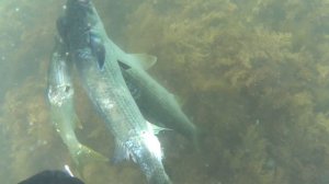Подводная охота на Черном море на лобана п. Мысхако июнь 2021