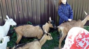 Нюансы при забое не кастрированного козла//Чтобы мясо не воняло!