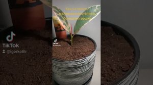 Как не залить маленькое растение в большом горшке.