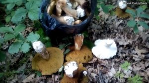 Громадные белые грибы Сбор грибов