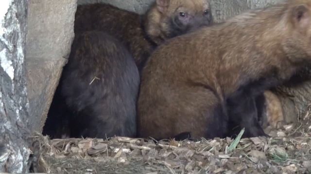 Щенки кустарниковых собак разбудили взрослых собак. 14.09.2022 смотреть онлайн