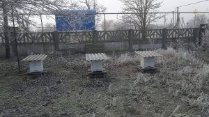 Плюсы и минусы любительского пчеловодства в северном Крыму.