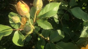 Greham Tomas rose (Роза Грехам Томас)