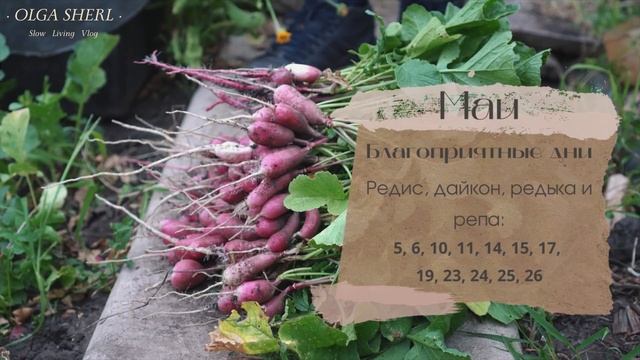 Когда Сеять Редис, Дайкон, Редьку и Репу по Лунному Календарю в 2022 году?