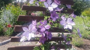 Сочетание лилий и синеголовника в моём саду. Смастерила садовую арку.