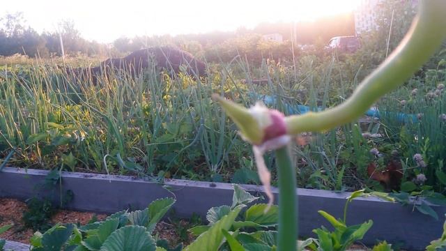 МНОГОЯРУСНЫЙ ЛУК !!! смотреть онлайн