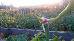 МНОГОЯРУСНЫЙ ЛУК !!!