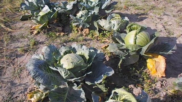 Обзор в огороде осенью поздних сортов капусты. Капуста которая никогда не растрескивается! смотреть онлайн