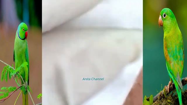 Выдавливаю огромный прыщ. смотреть онлайн