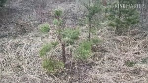 Ниваки из сосны обыкновенной. Как сделать ниваки из сосны. Садовый бонсай. Pine nivaki. Bonsai