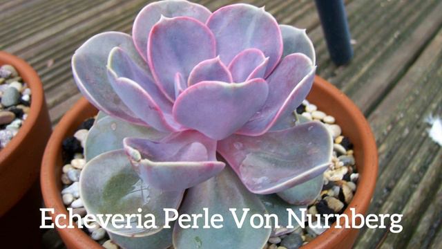 40 Different Kinds Of Echeveria смотреть онлайн