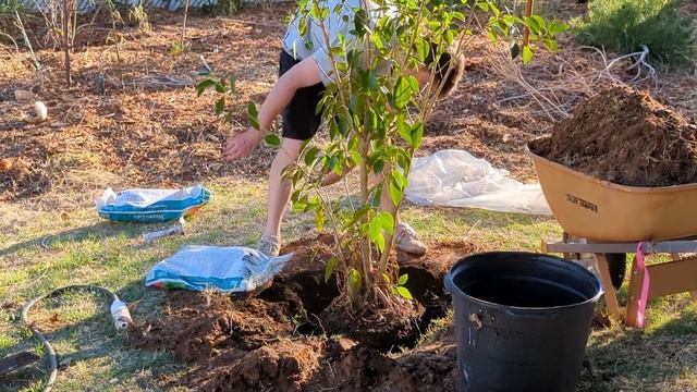 Planting Australian Banyan Fig tree in Arizona "ficus macrophylla" смотреть онлайн