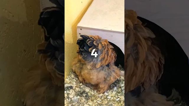 КУРЫ КЛЮЮТ ЯЙЦА!!! Что делать? Как предотвратить расклев яиц курами. Кардинальное решение. Несушки.