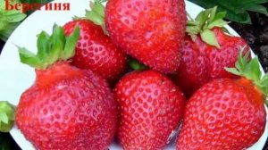 ? Поздняя клубника. Какой сорт поздней клубники посадить на участке?