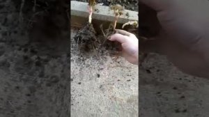 пион воронец как правильно заглубить 4летний саженец.30.03.23