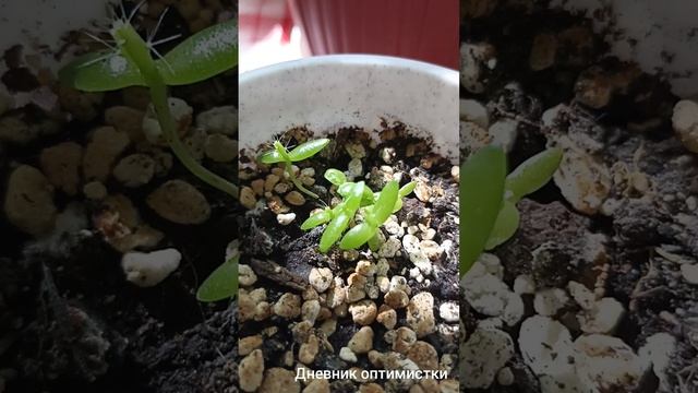 Питахайя выпустила колючки смотреть онлайн