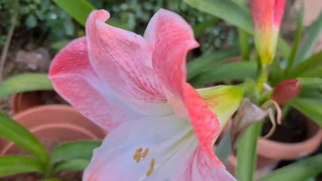 היפאסטרון מקווקו פורח בגינה Hippeastrum vittatum смотреть онлайн
