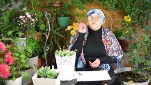 Как собрать семена эустомы после цветения