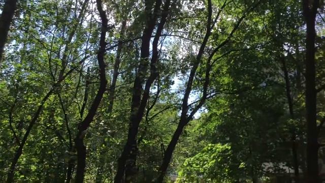 Прогулка и наблюдение за вороной смотреть онлайн