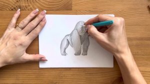 Как нарисовать гориллу карандашом | Рисунок для начинающих поэтапно