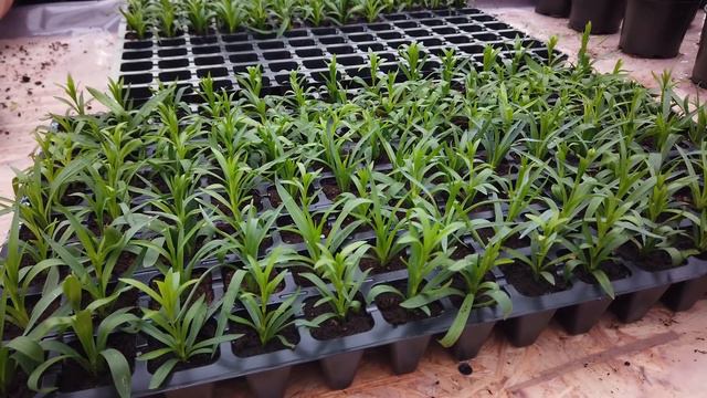 Стратегия продажи цветов. Как и почем продаем. смотреть онлайн