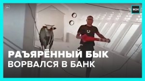 В Израиле в отделение банка забежал разъяренный бык - Москва 24