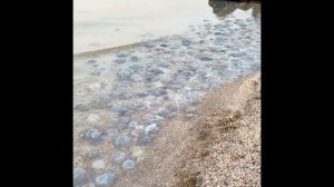 КАК СПАСАЛИСЬ ОТ МЕДУЗ В АВСТРАЛИИ?