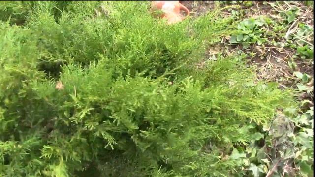 ПЛЮЩИ И МОЖЖЕВЕЛЬНИКИ НУЖДАЮТСЯ В ОСМОТРЕ И САНИТАРНОЙ ОБРАБОТКЕ. смотреть онлайн