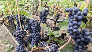 Фош и Мукузани созрели. 16. 09.21 г. (1)