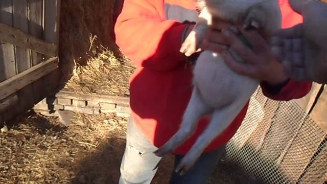 вьетнамский вислобрюхий поросёнок смотреть онлайн