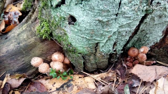 ПОХОД В ЛЕС ЗА ГРИБАМИ ОПЕНОК ОСЕННИЙ смотреть онлайн